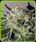 Cheese Cookies - Mamiko Seeds