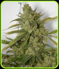 SALE - Cheese Dog - Connoisseur Genetics - Connoisseur Genetics