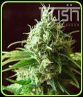 Cheese Kush - Kush Cannabis Seeds