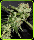 Cheese N Chaze - Connoisseur Genetics
