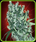 Cheese Tease - Kaliman Seeds