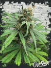 Cheese Wizard - ElevenThirty Genetics