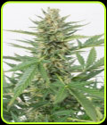 Cheese XXL Autoflowering - Dinafem Seeds