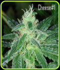 Cheese # 1 - Kaliman Seeds