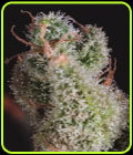 Cheese x CBDX - Super CBDx Seeds