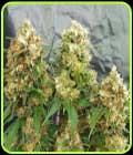 Cheesedom - Freedom of Seeds
