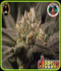 Cheesus - Big Buddha Seeds
