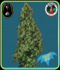 Cheesy Dick - Big Buddha Seeds