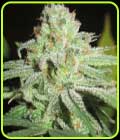 Cheesy Fruits - Ultra Genetics