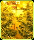 Cheesy Headband - Emerald Triangle Seeds
