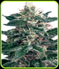 Cheex - Seedmakers Seeds