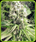 Skunk Wreck - Sagarmatha Seeds