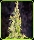 Chelumbian - Norstar Genetics