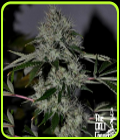 Chem4 OG - Cali Connection Seeds
