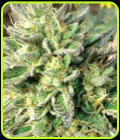ChemDawg - Medicann Seeds