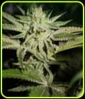 ChemHead OG - Pheno Finder Seeds