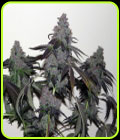ChemValley Cooks - True Canna Genetics