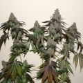 ChemValley Cooks F2 - True Canna Genetics