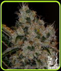 SALE - Chem 91 - Cali Connection Seeds - Cannabis Seed Sale Items