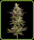 Chem D-Light - Green Bodhi Seeds