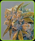 Chem Fire - BC Bud Depot