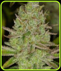 Chem Lem - Dark Horse Genetics