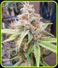 Chem T Haze - Oni Seed Co