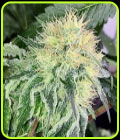 SALE - Chem Tini - Karma Genetics - Karma Genetics