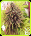 Chem Valley Kush - Cali Connection Seeds