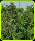 Chemdawg - Humboldt Seed Organisation
