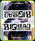 Chemdawg #4 - Big Head Seeds