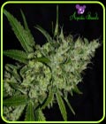 Chemdog - Anesia Seeds