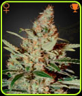 Chemdog - Green House Seeds