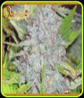 Chemdog Millionaire - Dr Krippling Seeds