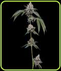 Chemhead #78 - Green Bodhi Seeds