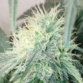 Chemical Zi - Karma Genetics
