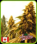 Chemo - Jordan of the Islands