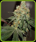 Chemonade V2 - True Canna Genetics