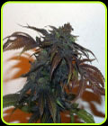 Chemonchello - True Canna Genetics