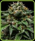 Chempie - Ripper Seeds
