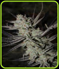 Chernobyl - Subcools The Dank