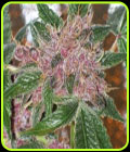 Cherries Jubilee - Cali Connection Seeds