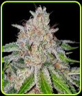 Cherry 18 - Crockett Family Farms