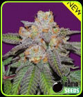 SALE - Cherry Bomb Auto - Bomb Seeds - Cannabis Seed Sale Items