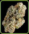 Cherry Burger - TerpFarmz Seeds