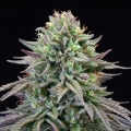 Cherry Cooks - Cookies Seed Bank