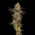 Cherry Fritter - Cookies Seed Bank