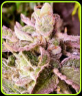 Cherry Kush Cake - Holy Smoke Seeds