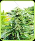 Cherry OG - Emerald Triangle Seeds