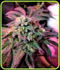 Cherry Pie - Female Seeds